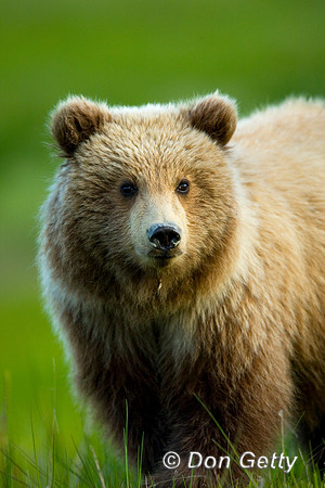 Brown Bear