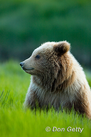 Brown Bear