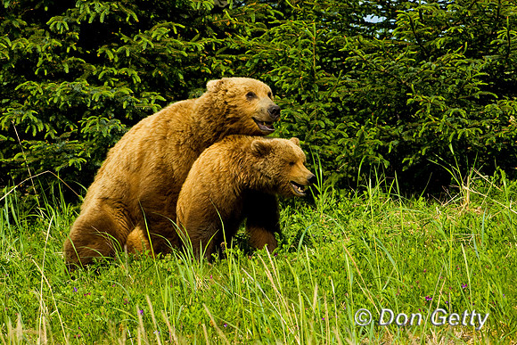 Brown Bear
