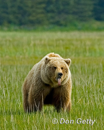 Brown Bear