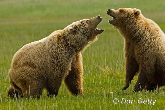 Brown Bear