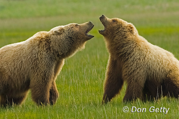 Brown Bear