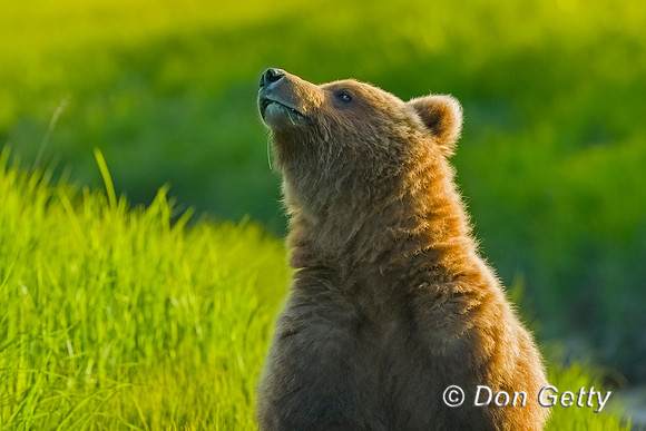 Brown Bear