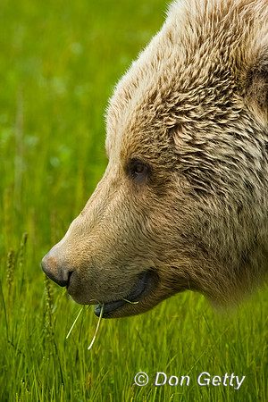 Brown Bear