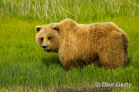 Brown Bear