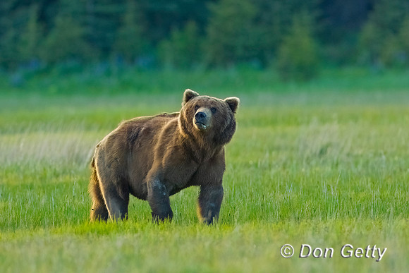 Brown Bear