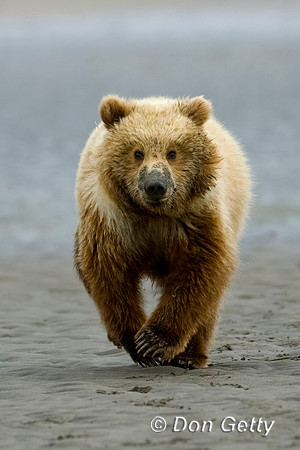 Brown Bear