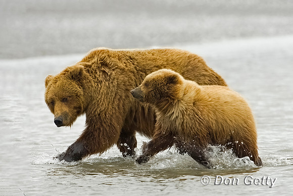 Brown Bear