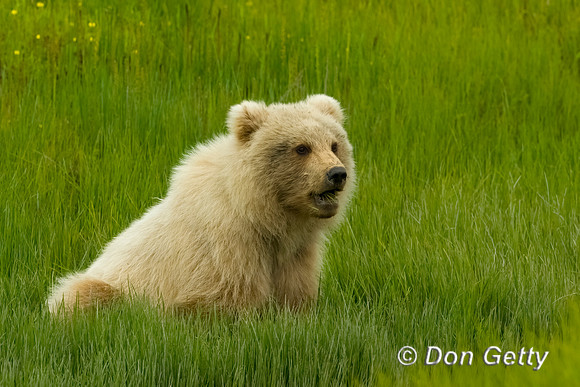 Brown Bear