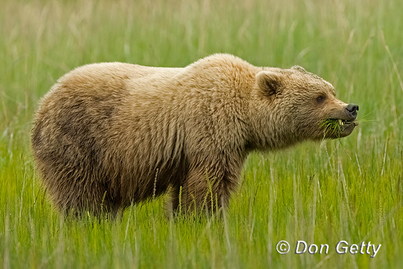 Brown Bear
