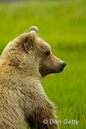 Brown Bear