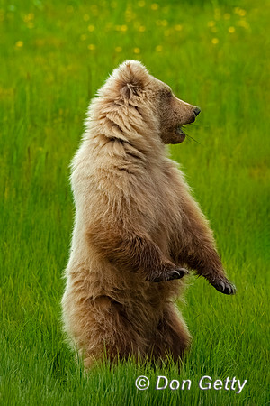 Brown Bear