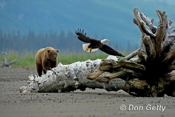 Brown Bear