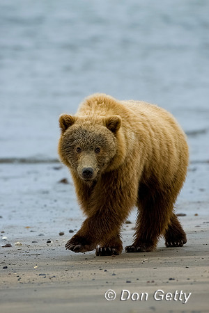 Brown Bear