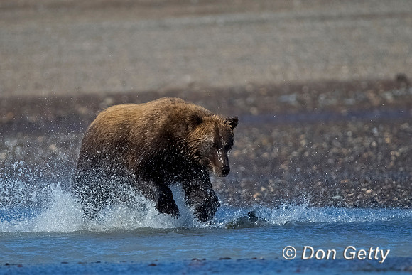 Brown Bear