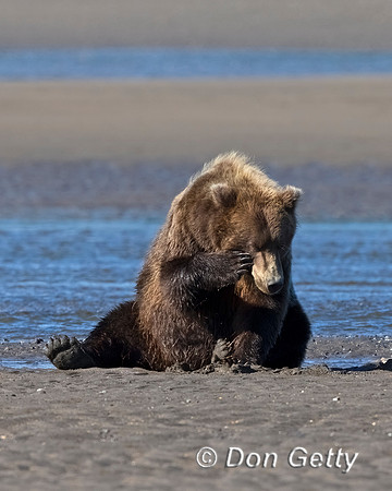 Brown Bear