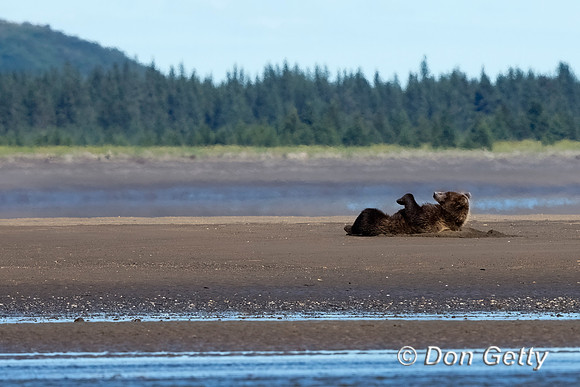 Brown Bear