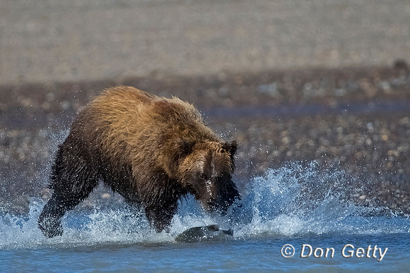 Brown Bear