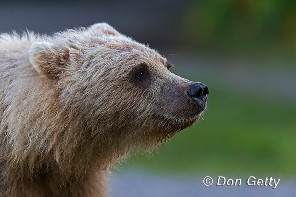 Brown Bear