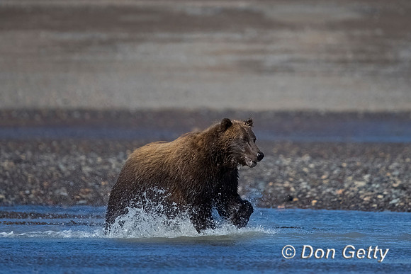 Brown Bear