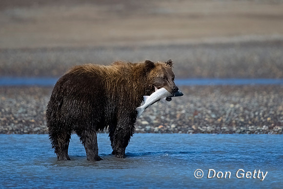Brown Bear