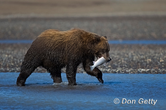 Brown Bear