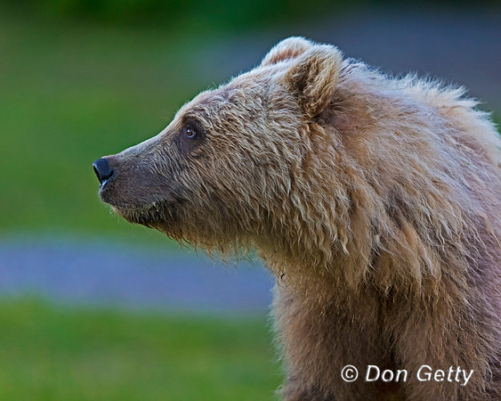 Brown Bear