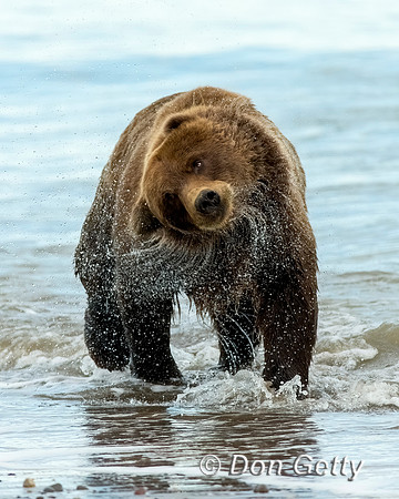 Brown Bear