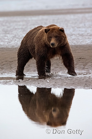 Brown Bear