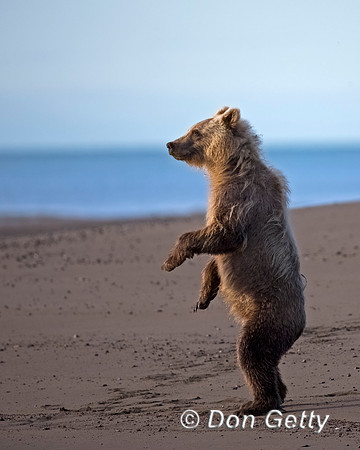 Brown Bear