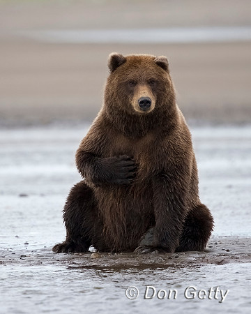 Brown Bear