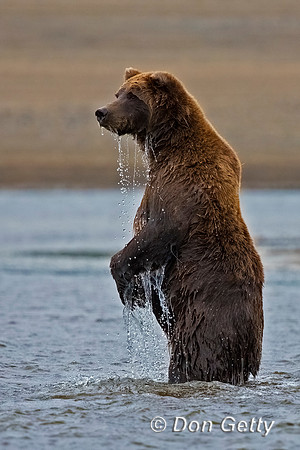 Brown Bear