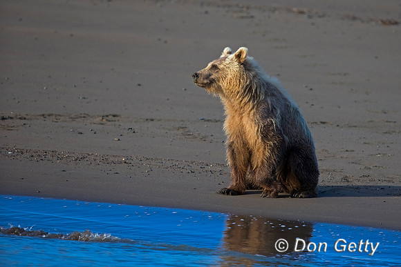 Brown Bear