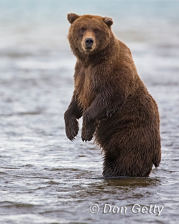 Brown Bear
