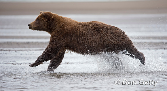 Brown Bear