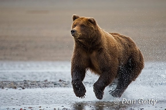 Brown Bear