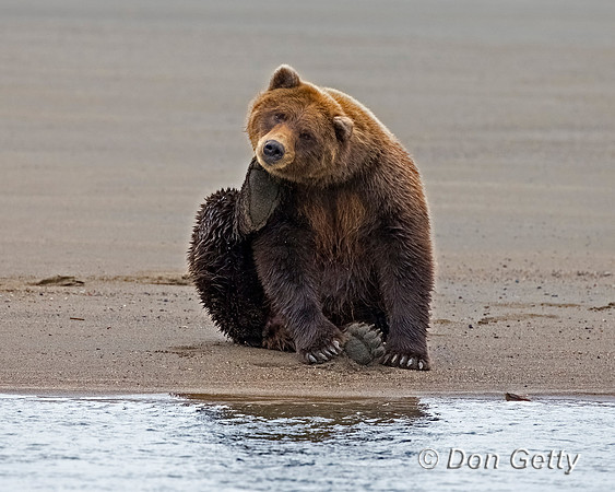 Brown Bear