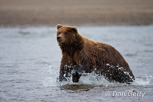Brown Bear