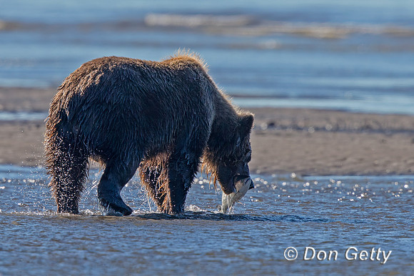 Brown Bear