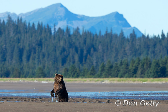 Brown Bear
