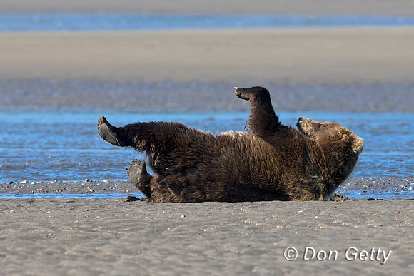 Brown Bear