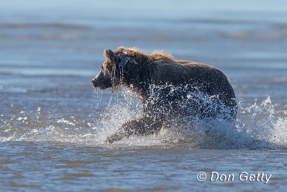 Brown Bear