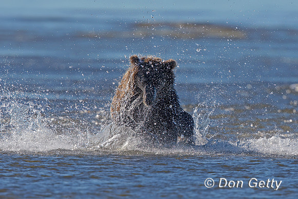 Brown Bear