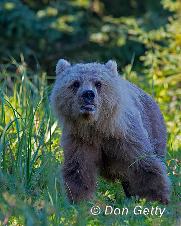 Brown Bear