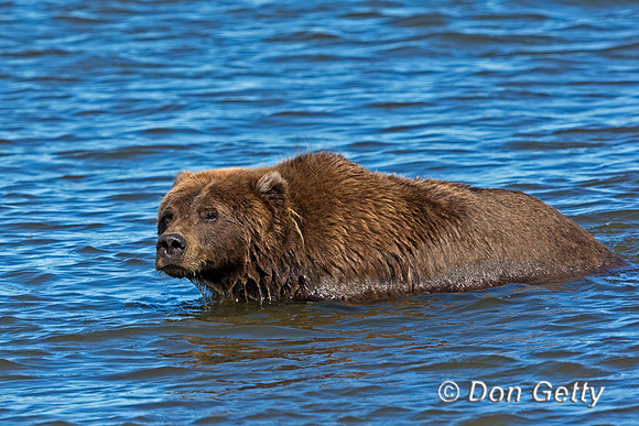 Brown Bear