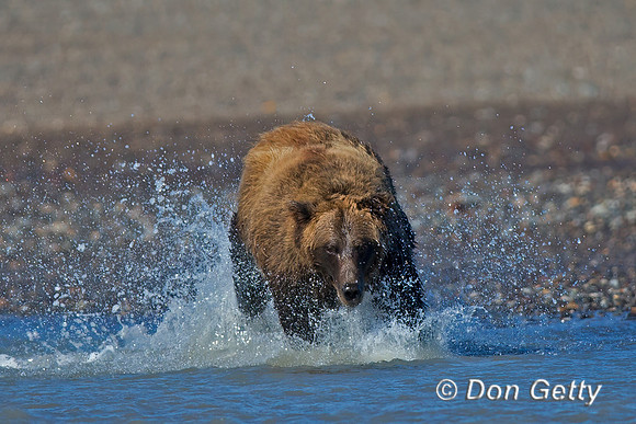 Brown Bear