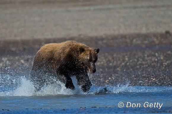 Brown Bear