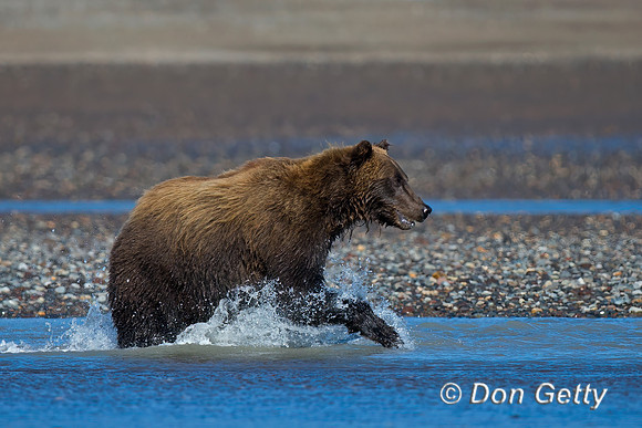 Brown Bear