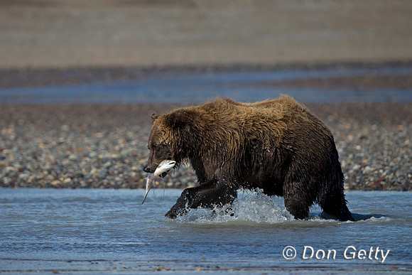 Brown Bear