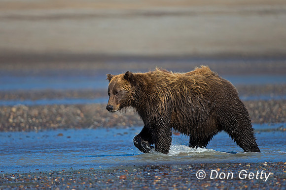 Brown Bear